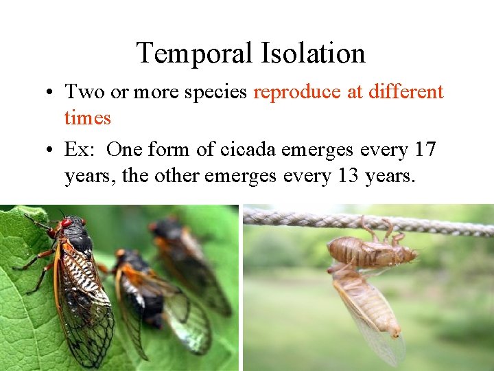 Temporal Isolation • Two or more species reproduce at different times • Ex: One