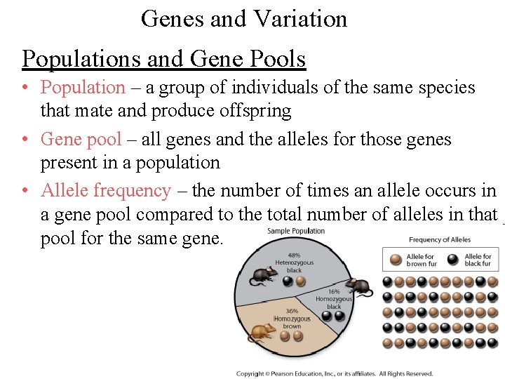 Genes and Variation Populations and Gene Pools • Population – a group of individuals