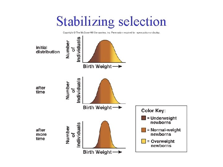 Stabilizing selection 