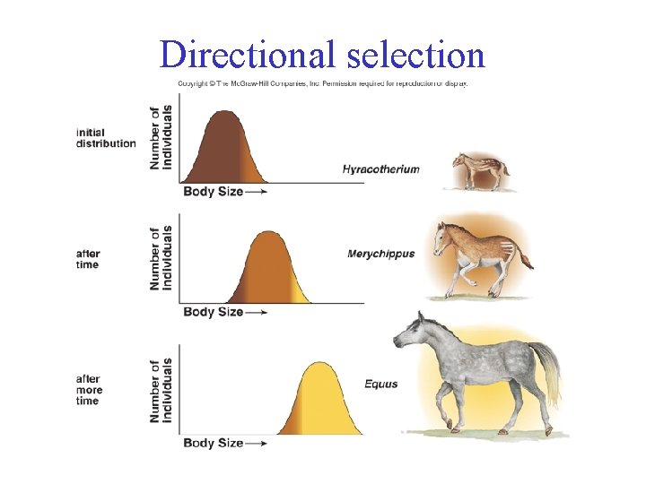 Directional selection 