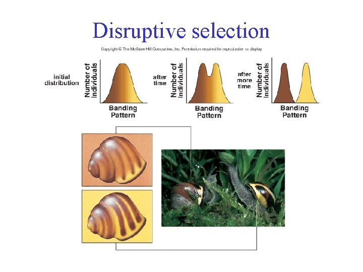 Disruptive selection 