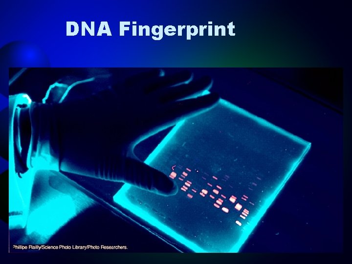 DNA Fingerprint 