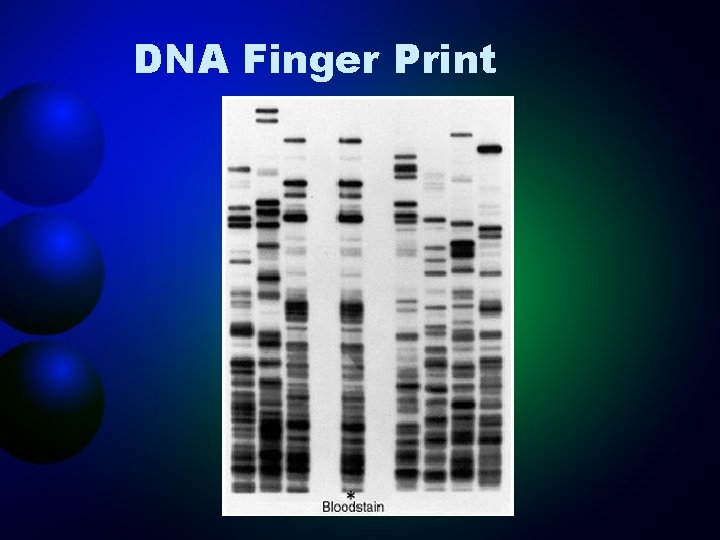 DNA Finger Print 