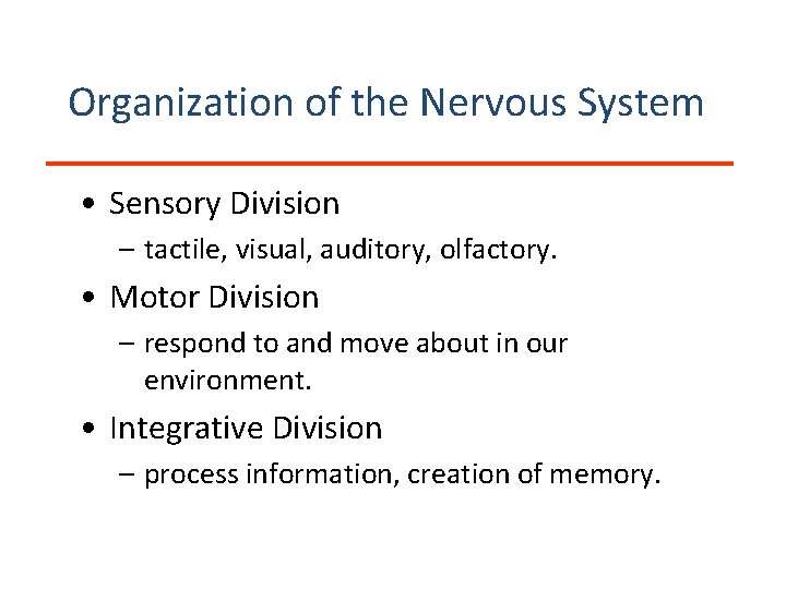 Organization of the Nervous System • Sensory Division – tactile, visual, auditory, olfactory. •