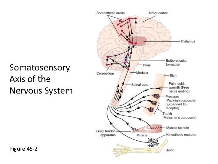 Somatosensory Axis of the Nervous System Figure 45 -2 