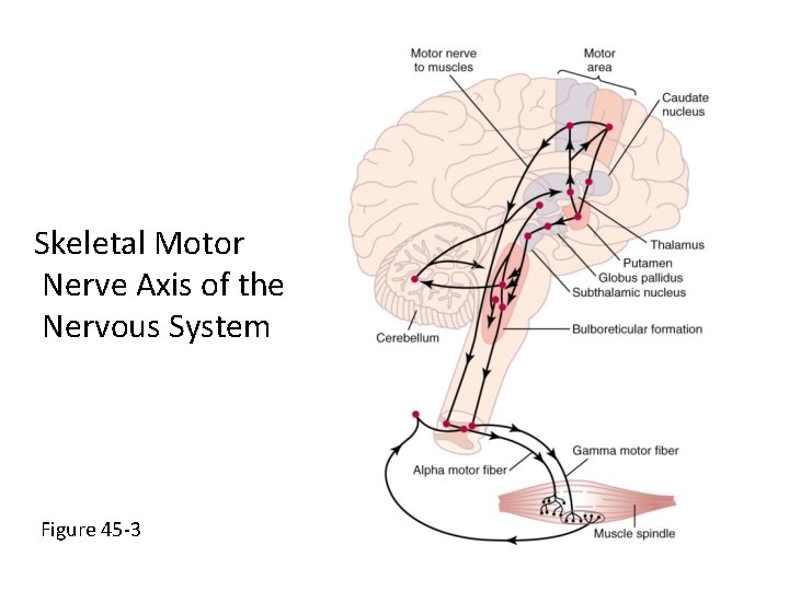 Skeletal Motor Nerve Axis of the Nervous System Figure 45 -3 