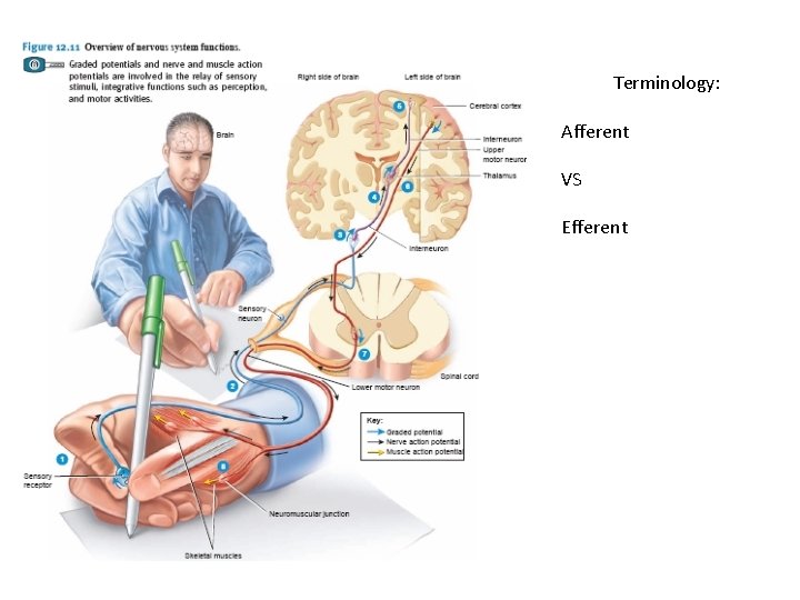 Terminology: Afferent VS Efferent 