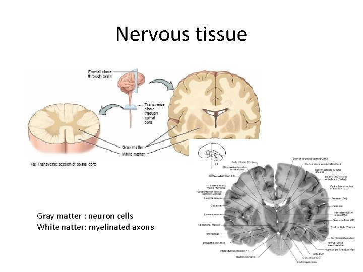 Nervous tissue Gray matter : neuron cells White natter: myelinated axons 