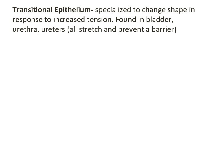 Transitional Epithelium- specialized to change shape in response to increased tension. Found in bladder,