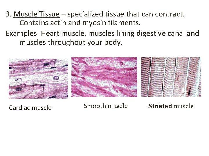 3. Muscle Tissue – specialized tissue that can contract. Contains actin and myosin filaments.