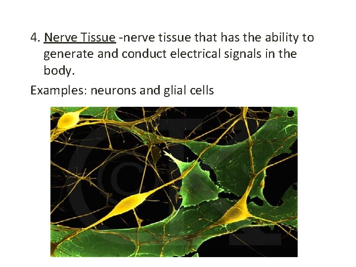 4. Nerve Tissue -nerve tissue that has the ability to generate and conduct electrical