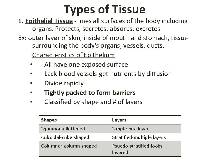 Types of Tissue 1. Epithelial Tissue - lines all surfaces of the body including