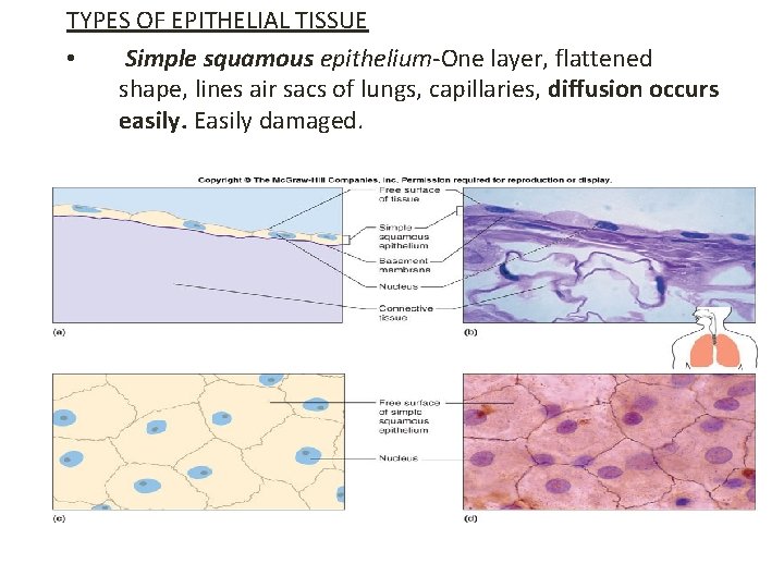 TYPES OF EPITHELIAL TISSUE • Simple squamous epithelium-One layer, flattened shape, lines air sacs