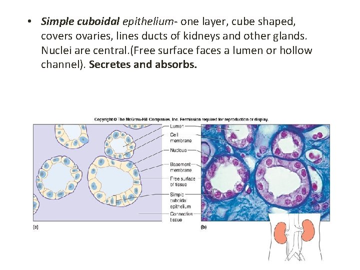  • Simple cuboidal epithelium- one layer, cube shaped, covers ovaries, lines ducts of