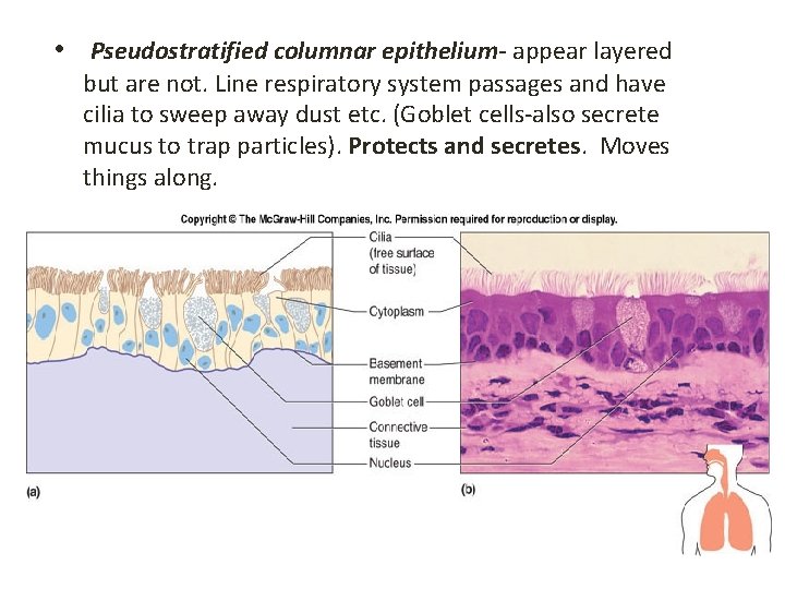  • Pseudostratified columnar epithelium- appear layered but are not. Line respiratory system passages