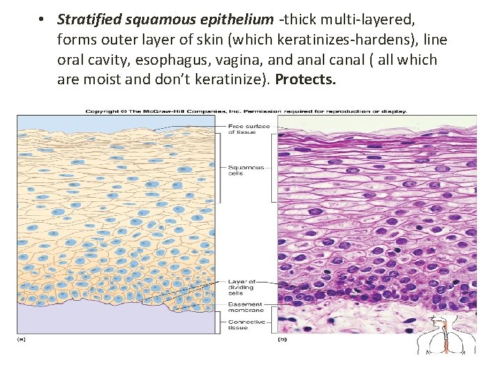  • Stratified squamous epithelium -thick multi-layered, forms outer layer of skin (which keratinizes-hardens),