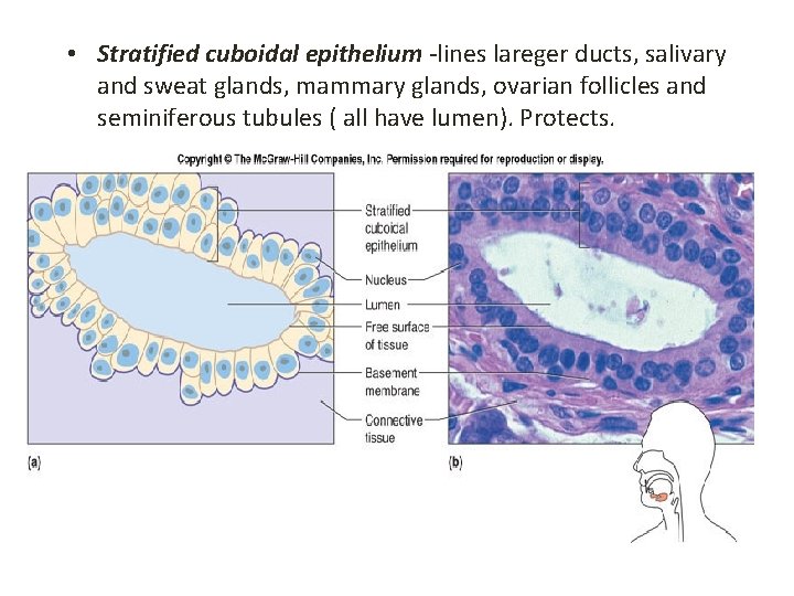  • Stratified cuboidal epithelium -lines lareger ducts, salivary and sweat glands, mammary glands,