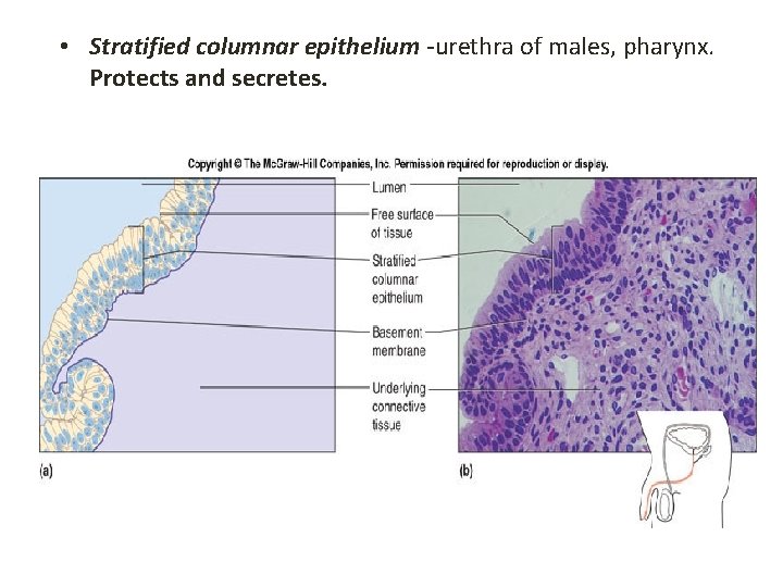  • Stratified columnar epithelium -urethra of males, pharynx. Protects and secretes. 