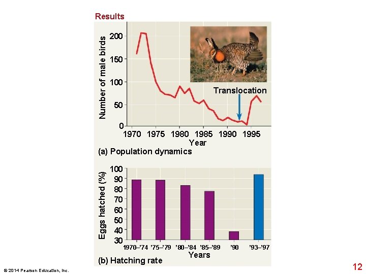 Number of male birds Results 200 150 100 Translocation 50 Eggs hatched (%) 0