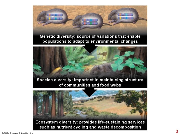 Genetic diversity: source of variations that enable populations to adapt to environmental changes Species