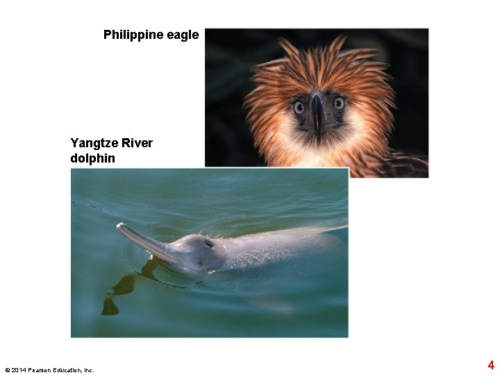 Philippine eagle Yangtze River dolphin © 2014 Pearson Education, Inc. 4 