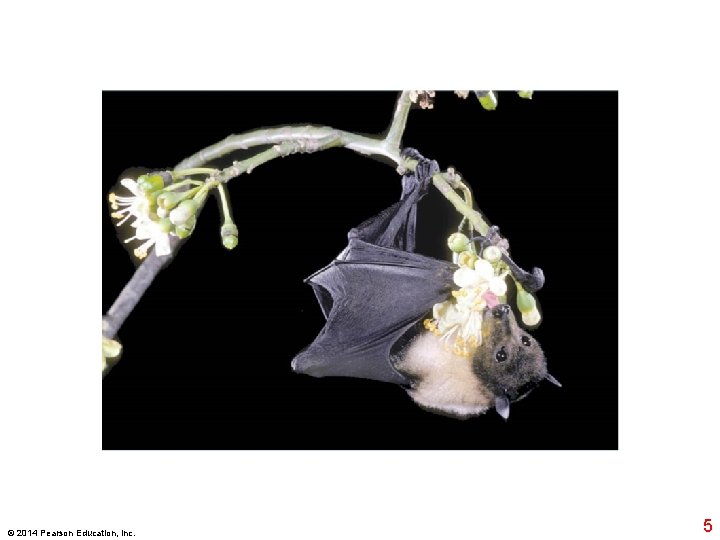 © 2014 Pearson Education, Inc. 5 