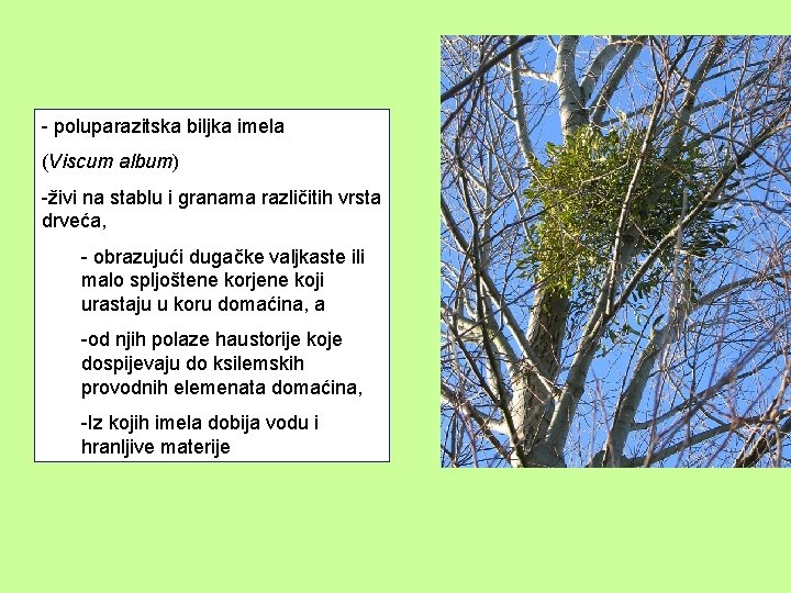 - poluparazitska biljka imela (Viscum album) -živi na stablu i granama različitih vrsta drveća,
