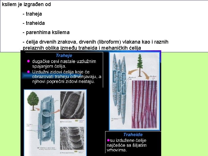 ksilem je izgrađen od - traheja - traheida - parenhima ksilema - ćelija drvenih