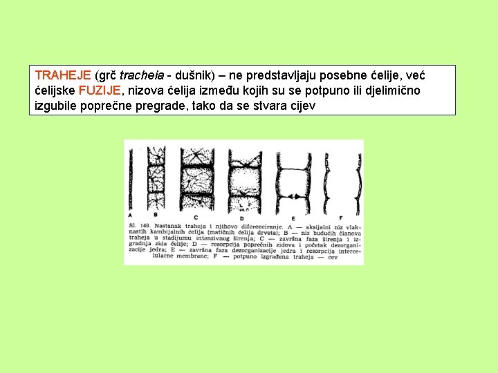 TRAHEJE (grč tracheia - dušnik) – ne predstavljaju posebne ćelije, već ćelijske FUZIJE, nizova