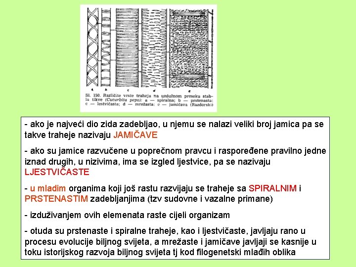 - ako je najveći dio zida zadebljao, u njemu se nalazi veliki broj jamica