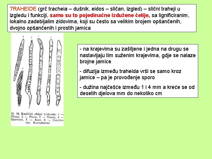 TRAHEIDE (grč tracheia – dušnik, eidos – sličan, izgled) – slični traheji u izgledu