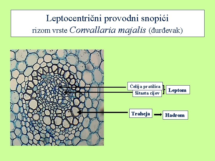 Leptocentrični provodni snopići rizom vrste Convallaria majalis (đurđevak) Ćelija pratilica Sitasta cijev Traheja Leptom