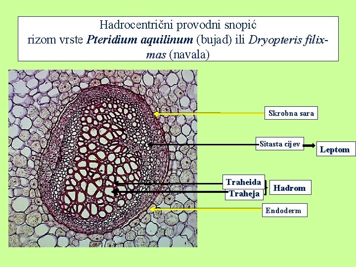 Hadrocentrični provodni snopić rizom vrste Pteridium aquilinum (bujad) ili Dryopteris filixmas (navala) Skrobna sara