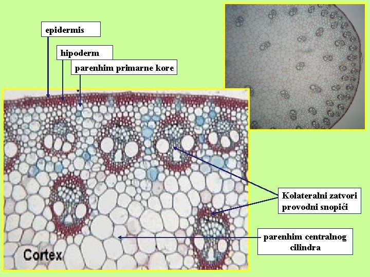 epidermis hipoderm parenhim primarne kore Kolateralni zatvori provodni snopići parenhim centralnog cilindra 