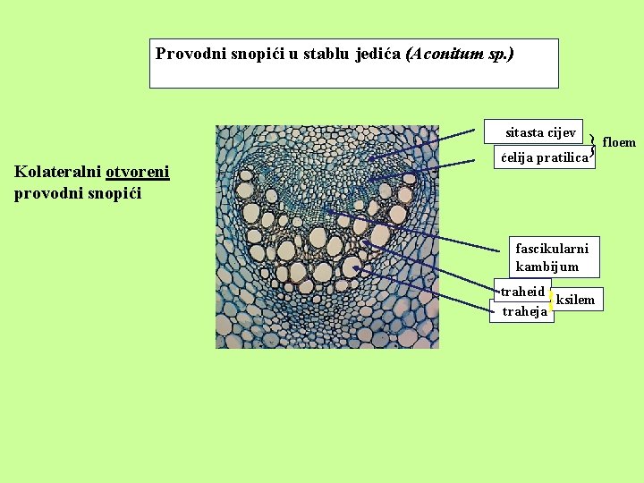 Provodni snopići u stablu jedića (Aconitum sp. ) sitasta cijev Kolateralni otvoreni provodni snopići