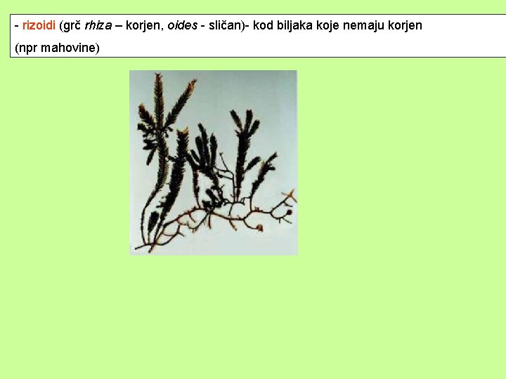 - rizoidi (grč rhiza – korjen, oides - sličan)- kod biljaka koje nemaju korjen