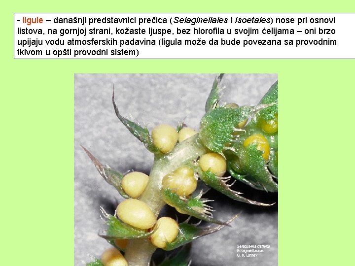 - ligule – današnji predstavnici prečica (Selaginellales i Isoetales) nose pri osnovi listova, na