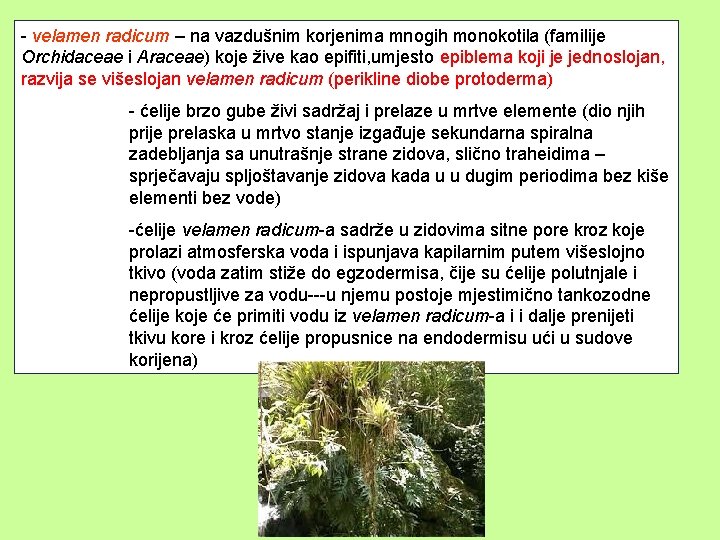 - velamen radicum – na vazdušnim korjenima mnogih monokotila (familije Orchidaceae i Araceae) koje
