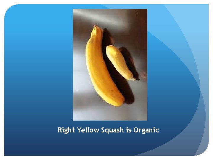 Right Yellow Squash is Organic 