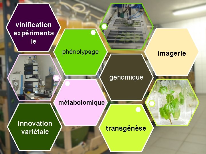 vinification expérimenta le phénotypage imagerie génomique métabolomique innovation variétale transgénèse 