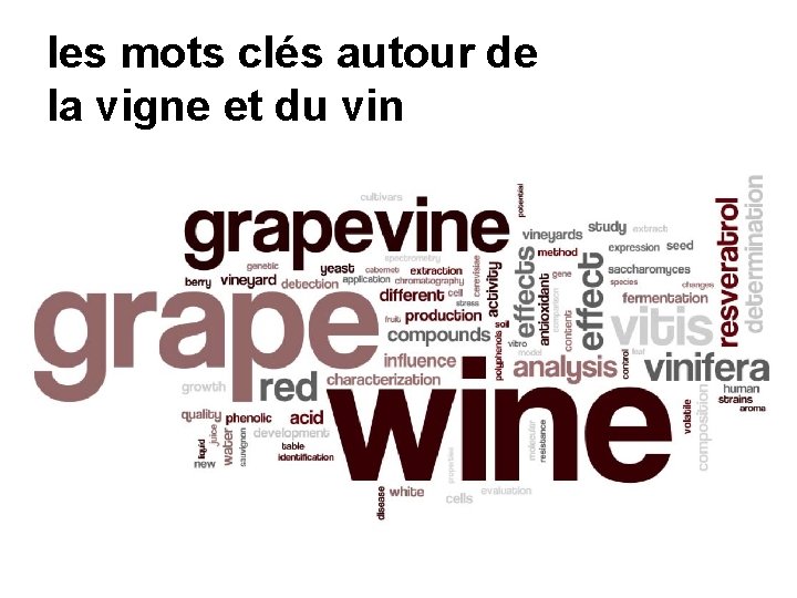 les mots clés autour de la vigne et du vin 