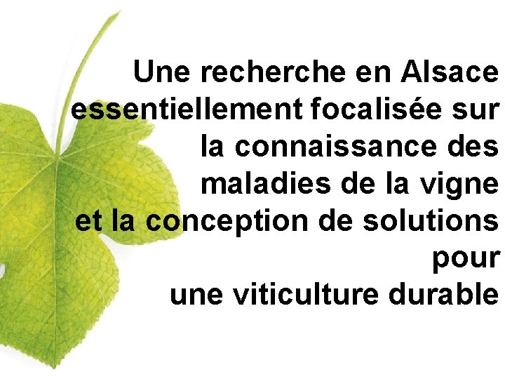 Une recherche en Alsace essentiellement focalisée sur la connaissance des maladies de la vigne