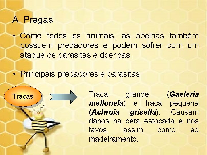A. Pragas • Como todos os animais, as abelhas também possuem predadores e podem