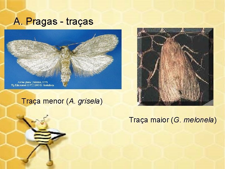 A. Pragas - traças Traça menor (A. grisela) Traça maior (G. melonela) 