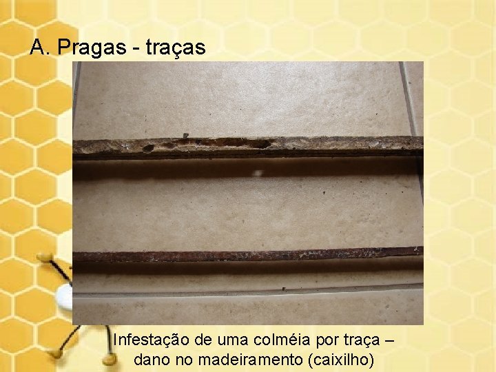 A. Pragas - traças Infestação de uma colméia por traça – dano no madeiramento