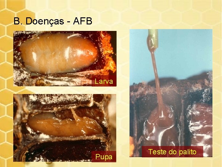 B. Doenças - AFB Larva Pupa Teste do palito 