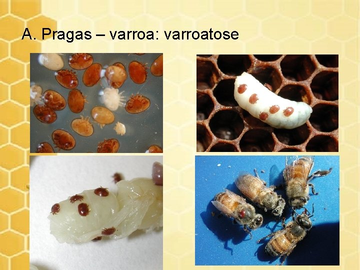 A. Pragas – varroa: varroatose 