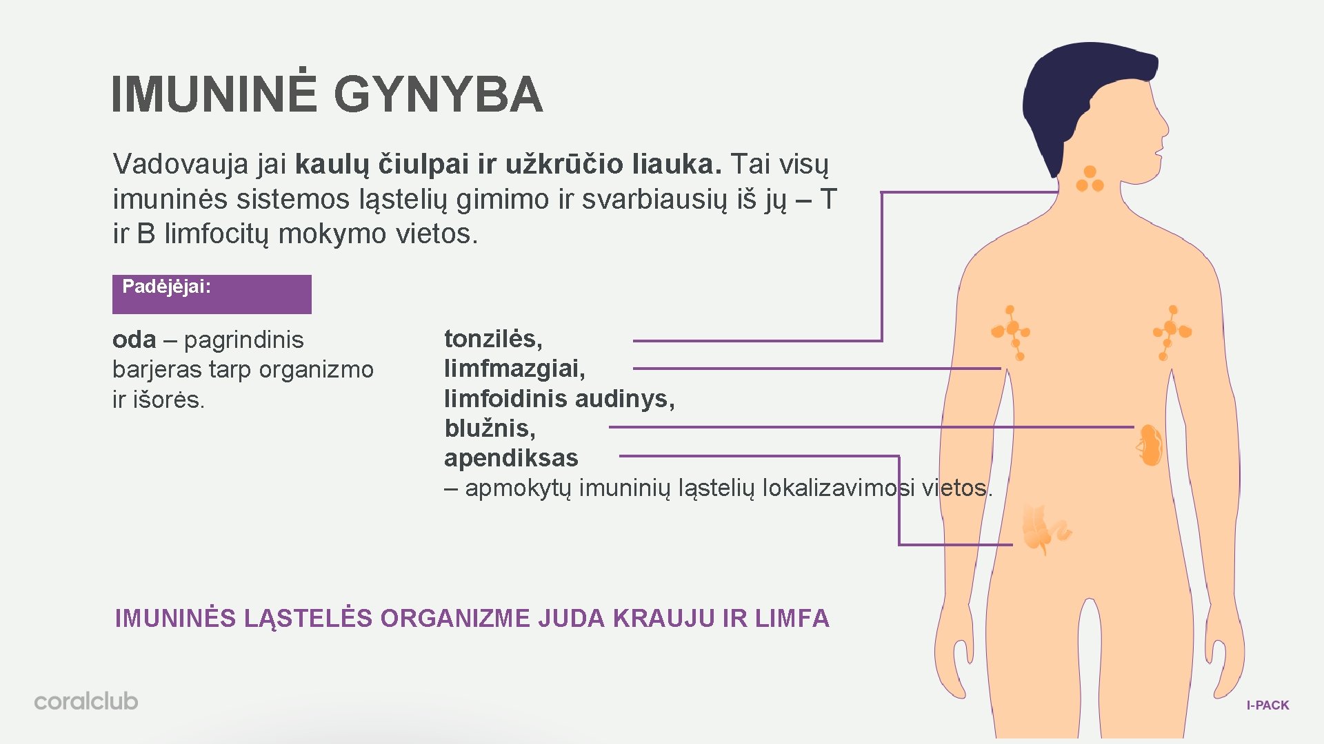 IMUNINĖ GYNYBA Vadovauja jai kaulų čiulpai ir užkrūčio liauka. Tai visų imuninės sistemos ląstelių