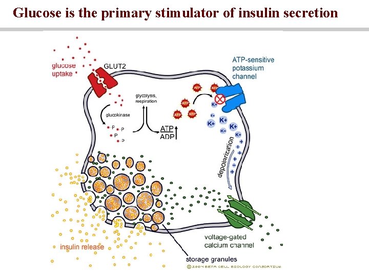 Glucose is the primary stimulator of insulin secretion 