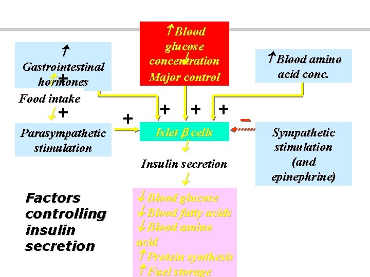  Blood Gastrointestinal hormones Food intake Parasympathetic stimulation glucose concentration Major control Islet cells